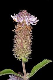 Image result for Coleus psammophilus