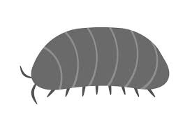 396 Pillbug Illustrations Clip Art Istock
