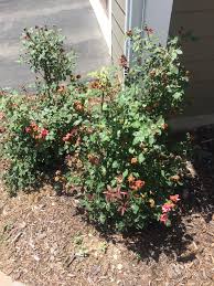 This page has pictures of some really pretty roses in someone's yard. Knockout Rose Bush Problems 467127 Ask Extension