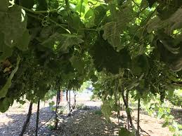I have two grape vines on their way to me and am stumped about how to build a trellis for them. Backyard Vineyards Easier Than You Might Think