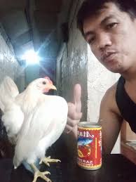 The Serama has several distinct traits that separate it and make it  different from an Old English Game Bantam or a Japanese Bantam. The most  important of those is the Serama's vertical