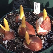 Image result for Cynanchum orangeanum