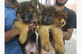 Slam.in this video german shepherd dogs prices are discussed.i have explained in detail about the prices of pedigree and non. Full Long Coat German Shepherd Puppies For Sale In Lahore Pets Factory