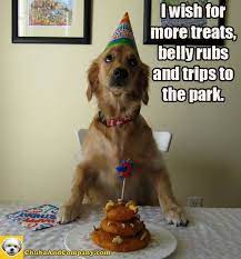 So when it comes to birthdays, it was only natural that we put our hands and paws to the keyboard to come up with fun birthday dog quotes, quips, and cuteness—and some happy birthday dog captions too—for our dog. Pin By Crazypetpix Com On Funny Dog Birthday Wishes Dog Birthday Cute Animals