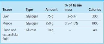 State the form in which the following are stored:(a)unused carbohydrates in plants(b)the energy explanation: Carbohydrate Storage And Synthesis In Liver And Muscle Medical Biochemistry