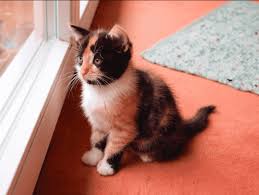 Calico cat is an american name for cats with three colors. Calico Kittens Everything You Need To Know The Dog People By Rover Com
