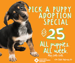 San diego humane society has a variety of adoptable pets available including cats, dogs and small animals like rats, rabbits, hamsters, birds, reptiles and more. 25 Puppy Adoptions All Week At Acs