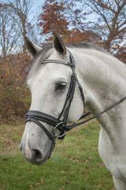 Red Barn Passage Dressage Bridle 2 Row Crystal Browband Wide Padded Noseband Beautiful Horse Pictures Dressage Bridle Horses