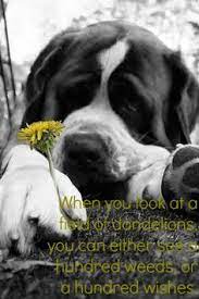 Feb 16, 2021 · dogs are my favorite people. 16 Dog Quotes Ideas Dog Quotes I Love Dogs Dog Love