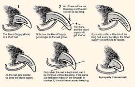 This will cause deformities  3 in the phalanges (toe bones) and difficulty walking, and over time will result in lameness. The At Home Guide To Trimming Your Dog S Nails Canine To Five