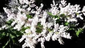 Image result for Tetradenia bainesii