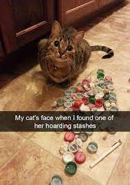 Funny Cats Of Instagram Funny Animals Funny Animal Pictures Funny Cat Memes