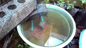 Budidaya Ikan Nila Dalam Ember Solusi Untuk Lahan Sempit