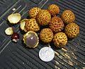 Its production in asia pacific countries including china, thailand, vietnam, laos and india has shown a rise in last few years. Dimocarpus Longan Wikimedia Commons