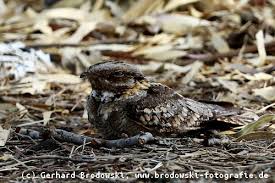 Der nachtaktive ziegenmelker ist so gut getarnt, dass man ihn auch tagsüber kaum entdeckt. Der Ziegenmelker Steckbrief Verbreitung Brutzeit Vogel Bilder Referat