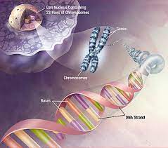 The cell wall is mainly made up of cellulose function: Plant Life Dna In Plants