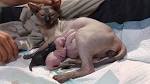 Sphynx...9 weeks pregnant and very uncomfortable