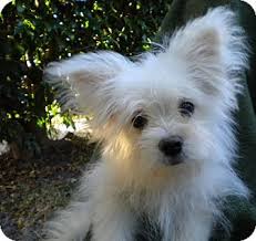 Aktuelle preise für produkte vergleichen! Maltese Pomeranian Mix Pets Kitten Adoption Animal Companions