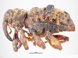 Image result for Commicarpus grandiflorus