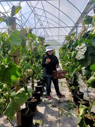 Find admission contact, job vacancies, courses, programs, degrees, scholarships. Khairunnisa Ash Ari Ø¹Ù„Ù‰ ØªÙˆÙŠØªØ± Harvesting Rock Melon At Ibte Wasan Ibte Brunei Livewirebrunei Https T Co Dxjhlfhyn2