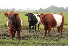 Pin De Jaime Martinez En The Farm Animales Y Vacas