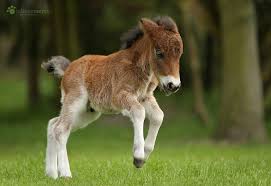 Daniele galoppa is on facebook. Galoppa Foto Bild Tiere Haustiere Pferde Esel Maultiere Bilder Auf Fotocommunity