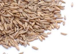 Image result for Avena