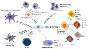 Mesenchymal stem cell therapy for wound healing: An update to 2022 |  Biomedical Research and Therapy
