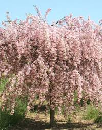 Check spelling or type a new query. Weeping Crabapple Would Love To Have This Tree In My Yard Beautiful In Full Bloom Crabapple Tree Ornamental Trees Ornamental Trees Garden