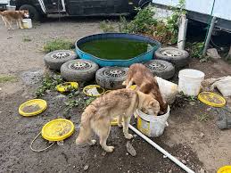 SI man neglected 24 huskies, one puppy died: officials