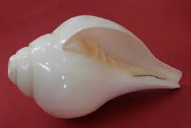 Panchmukhi Shankh | Blowing Panch Mukhi Conch Online Om Pooja Shop