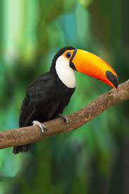 Seasonal forests have a wet season and a dry season. South American Travel Specialists Premium Tours And Packages Rainforest Animals Rainforest Birds Tropical Animals