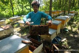 Pada umumnya madu klaceng, madu kelulut, madu trigona dan madu laceng ini memiliki rasa yang berbeda yaitu kecung dan agak sedikit pahit, disamping tekstur yang lebih encer dengan aroma yang jual madu klaceng, madu kelulut, madu trigona asli kalimantan barat! Manfaat Madu Untuk Wajah Dan Kulit Serta Cara Menggunakannya