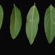 Image result for Bonamia mossambicensis