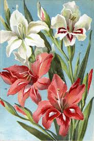 Image result for Gladiolus juncifolius