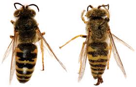 Image result for Limeum argute-carinatum