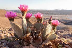 This, consequently, goes without saying that irrigation is more frequent during its production cycle. Opuntia Basilaris Beavertail Cactus
