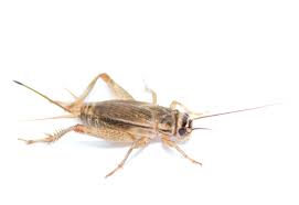 In older literature, such as imms, crickets were placed at the family level (i.e. House Cricket Facts Are They Harmful Can They Fly And More