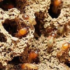 Wichita falls, tx get free estimate talk to an expert: Termite Killer Essex Pest Control Essex 01245 526726