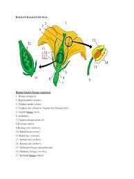 Tangkai bunga (pedicellus) merupakan cabang terakhir yang mendukung bunga. Bagian Bagian Bunga