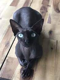 Ein junge noch auf der suche nach einer neuen familie. 52 Katzen Ideen Katzen Sphynx Katze Nacktkatze