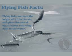 Fly Flying Fish Fly Marine Biology Learning Center