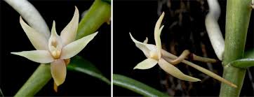 Image result for Angraecum erectum