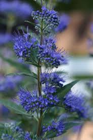 Stays small and compact disease resistant colors that make you. Dark Knight Blue Beard 60cm High Wide A Small Flowering Shrub With Abundant Mauve Blue Flower Clusters From Plants For Small Gardens Plants Fragrant Plant