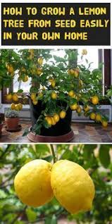 How To Grow An Organic Lemon Tree From Seed Easily In Your Own Home Easily Grow Home Lemon Organic Seed Tips Tr Zitronen Baum Zitronenbaum Obstgarten
