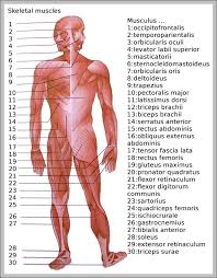 Research & reviews for your most important home health purchases. Bones Anatomy System Human Body Anatomy Diagram And Chart Images