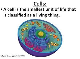 The smallest membrane bound unit of life forms tissue in plants and animals is called is the cell. Unicellular Vs Multicellular Organisms Unicellular Vs Multicellular Organisms