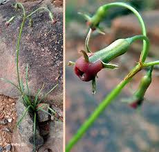 Image result for Tulbaghia acutiloba