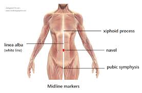 Linea Alba Primary Midline Guide For Body Alignment Applied anatomy for students and junior doctors. linea alba primary midline guide for