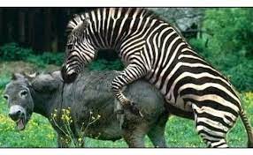 Zebra Mating With Donkey Zebra Donkey Hybrid Mating Video Zebra Animals  Mating AnimalSexiezPix Web Porn